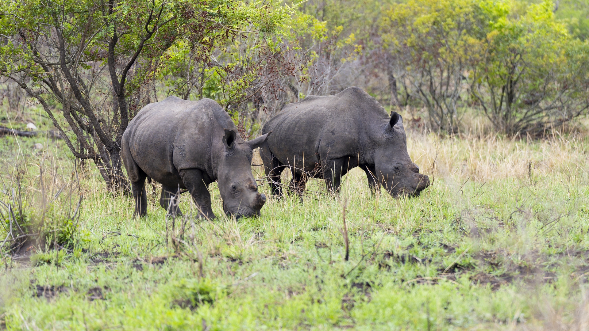 Kruger25 2025 10 30 08 59 07 ILCE 9M3 970